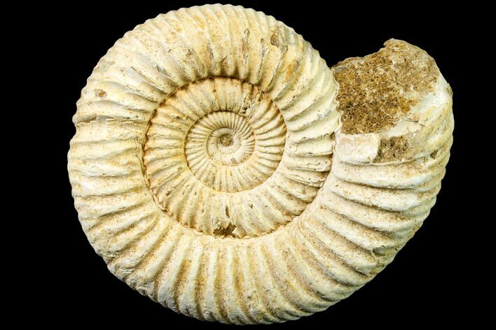 Jurassic Ammonite (Perisphinctes) Fossil - Madagascar #161727